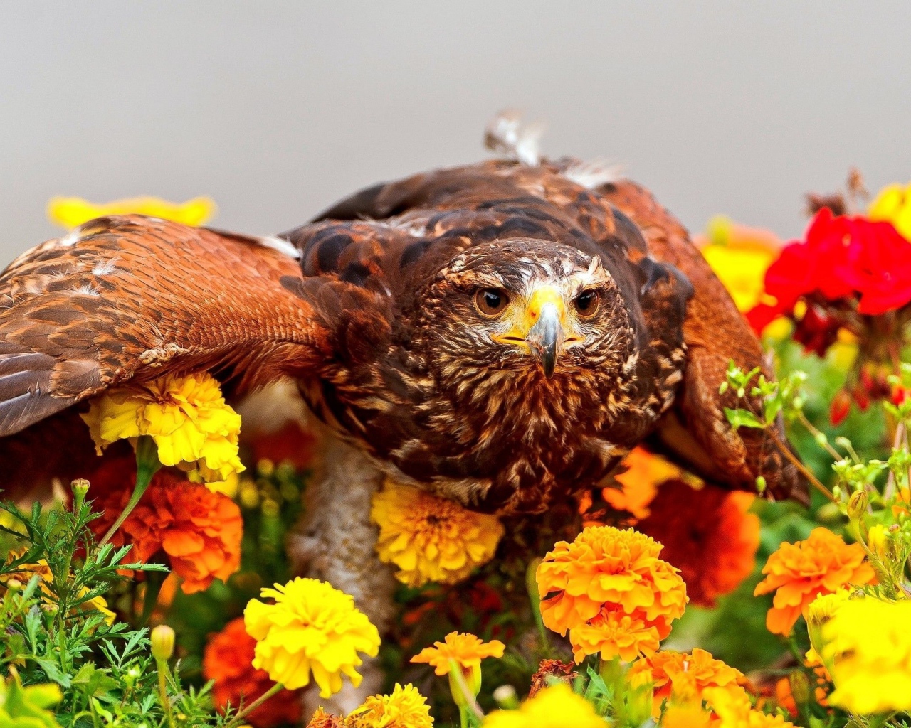Хищный ястреб сидит на цветах