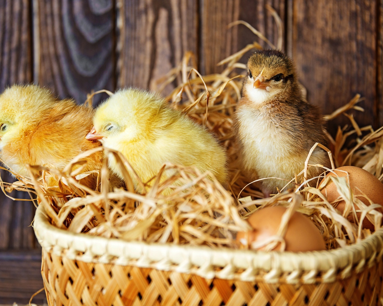 Три маленьких цыпленка в гнезде с яйцами