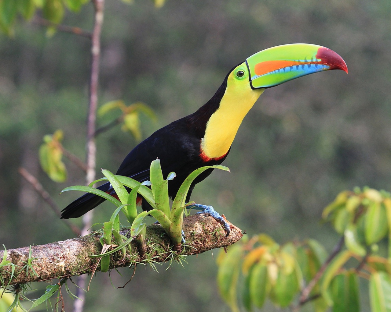 Тукан с длинным клювом сидит на ветке