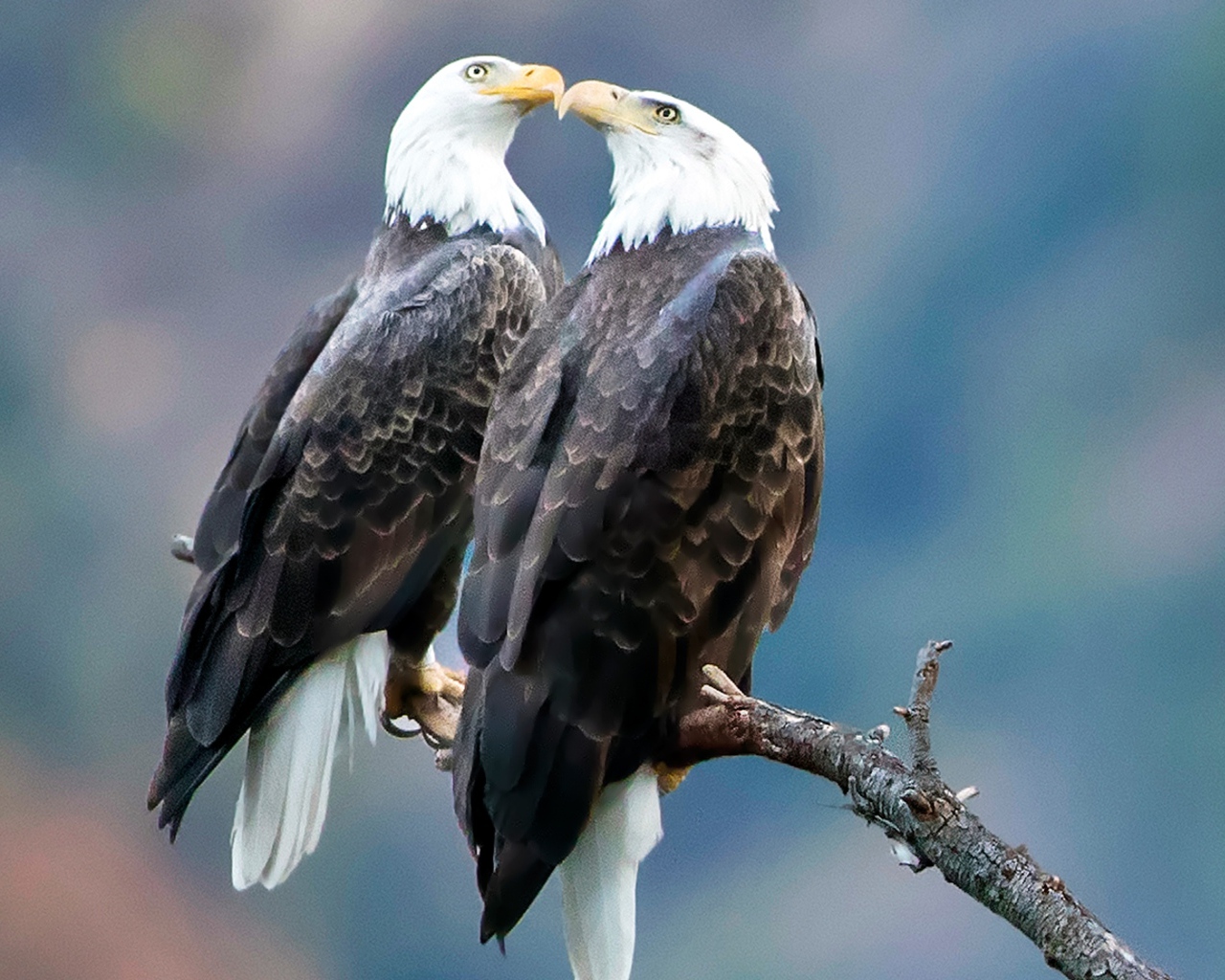 Два белоголовых орлана сидят на ветке