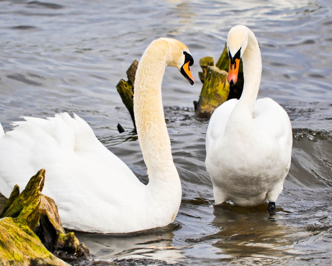 Два красивых белых лебедя в воде