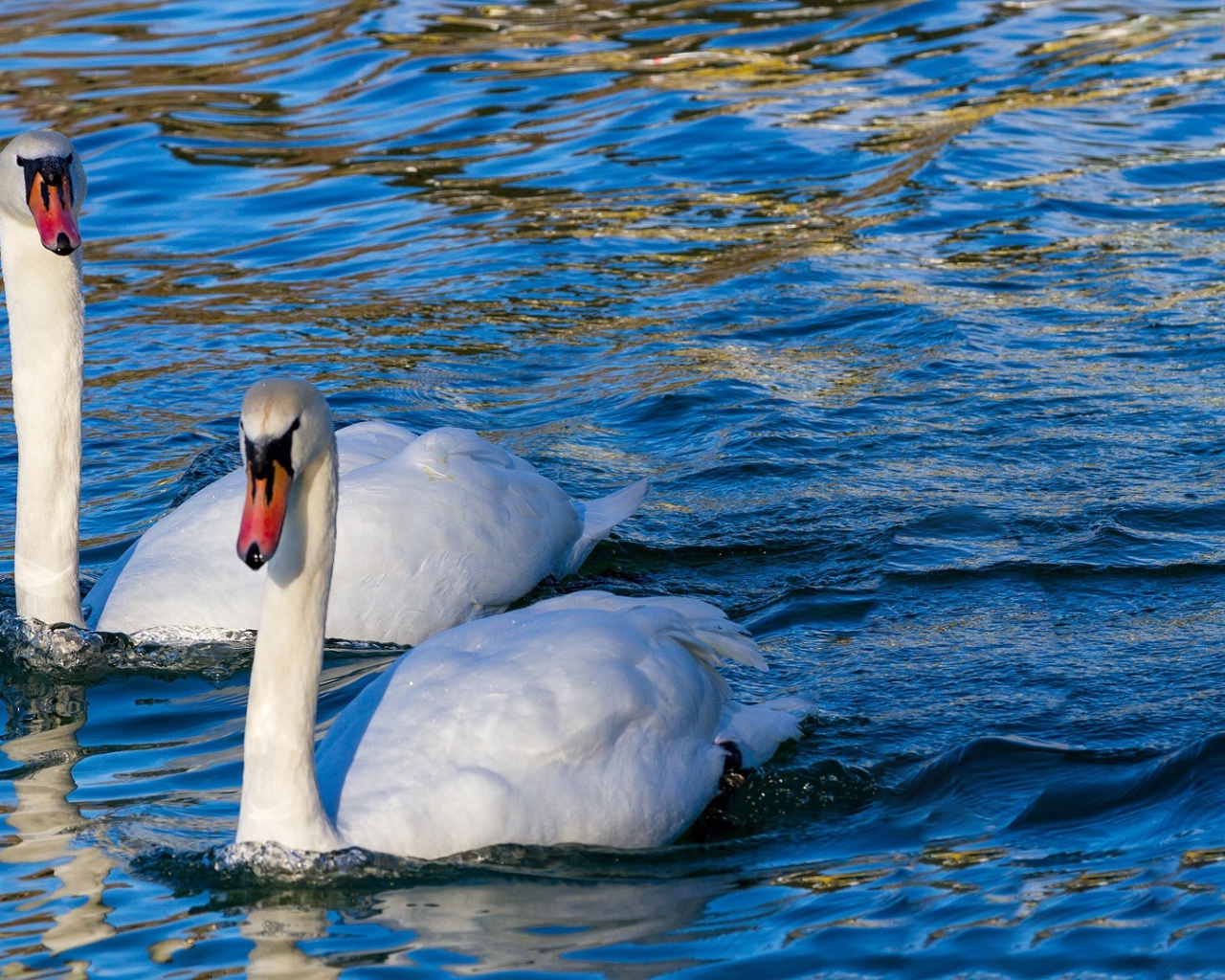 Два красивых белых лебедя в прозрачной воде