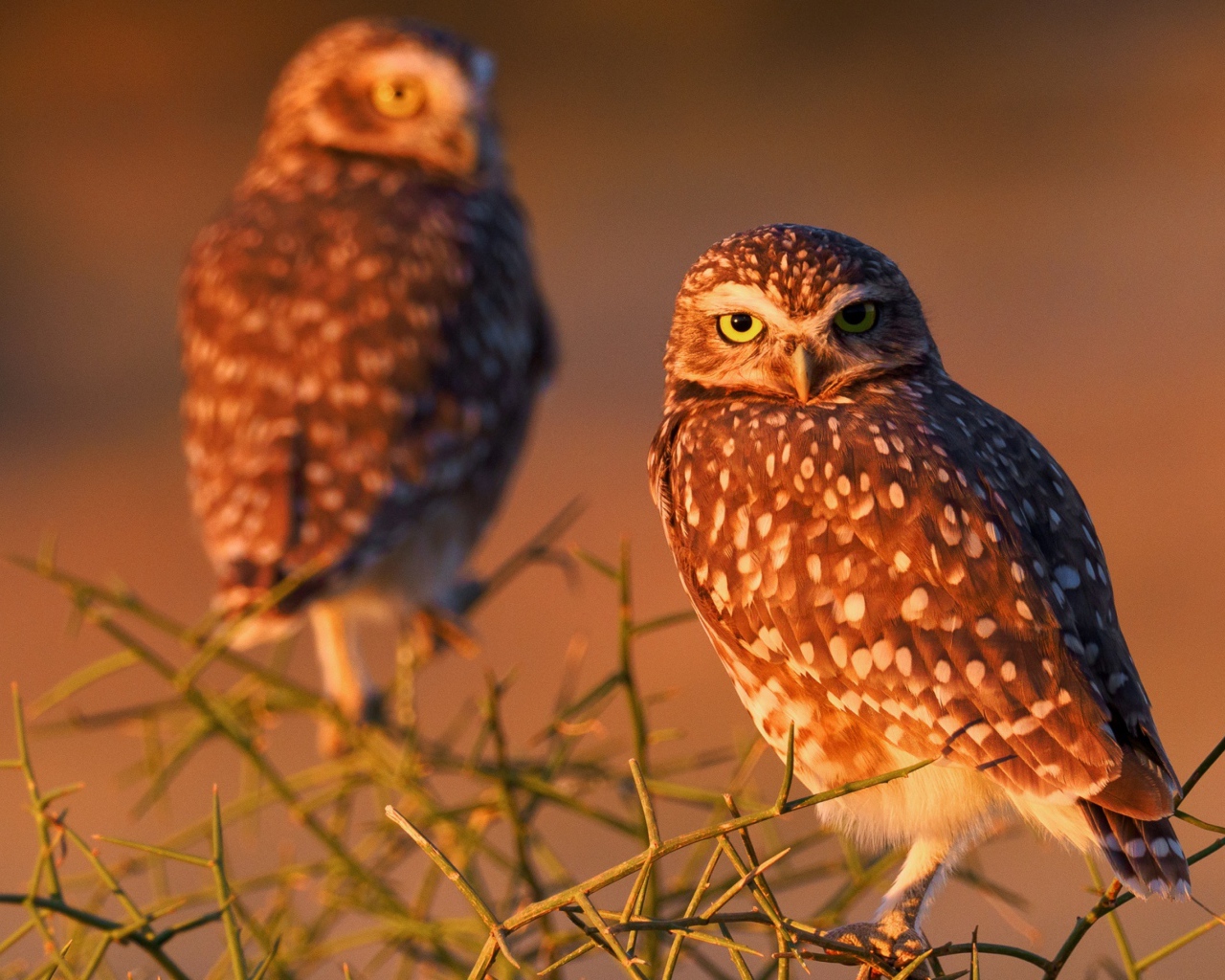Две большие коричневые совы сидят на ветке 