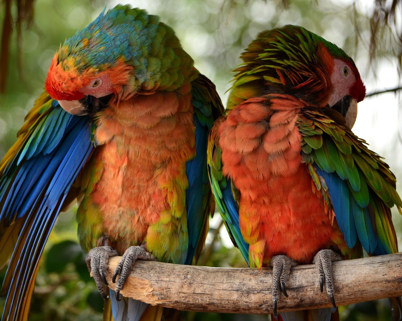 Два больших попугая сидят на ветке 