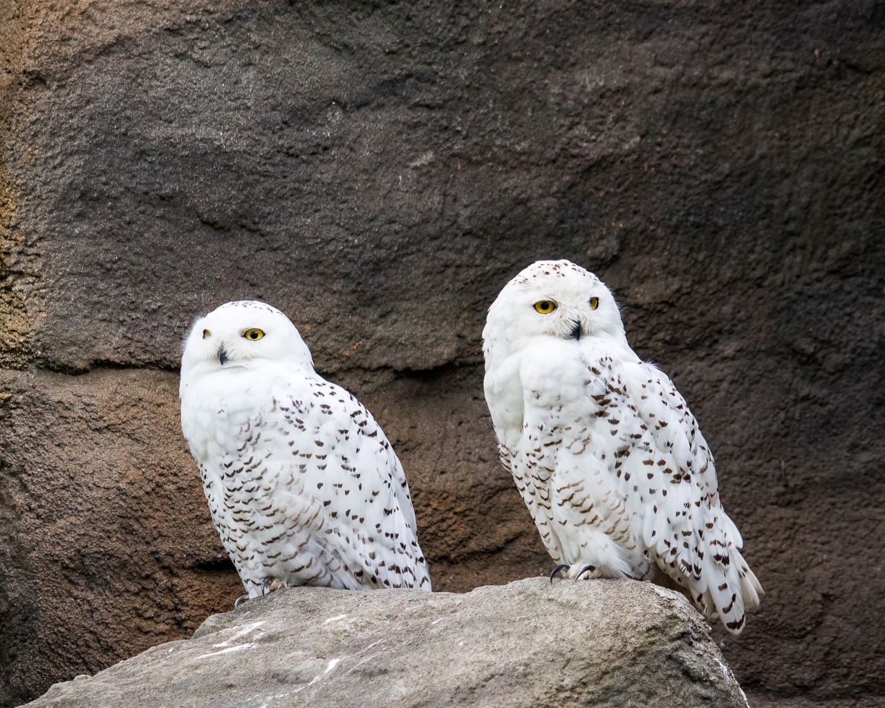 Две грациозные белые совы сидят на камне