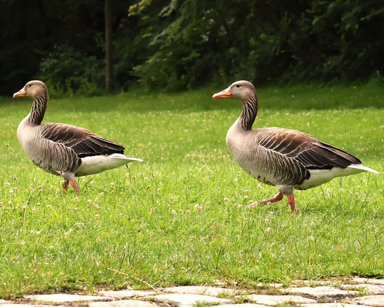 Два серых гуся гуляют по зеленой траве