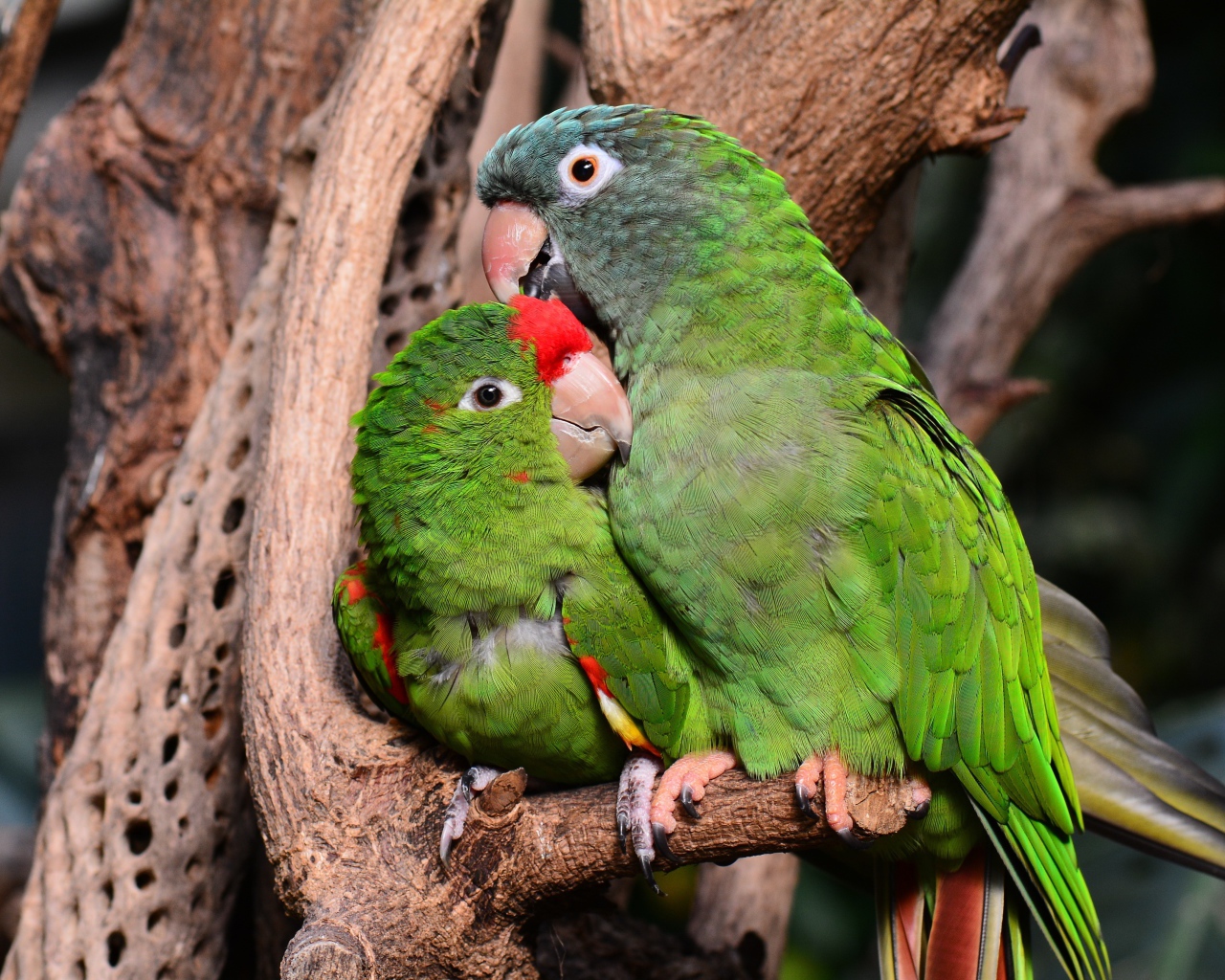 Два зеленых попугая сидят на дереве