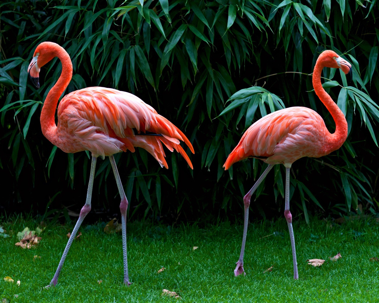 Два розовых фламинго стоят на зеленой траве