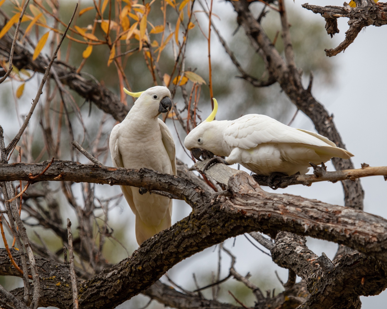 Два белых попугая сидят на ветке дерева 