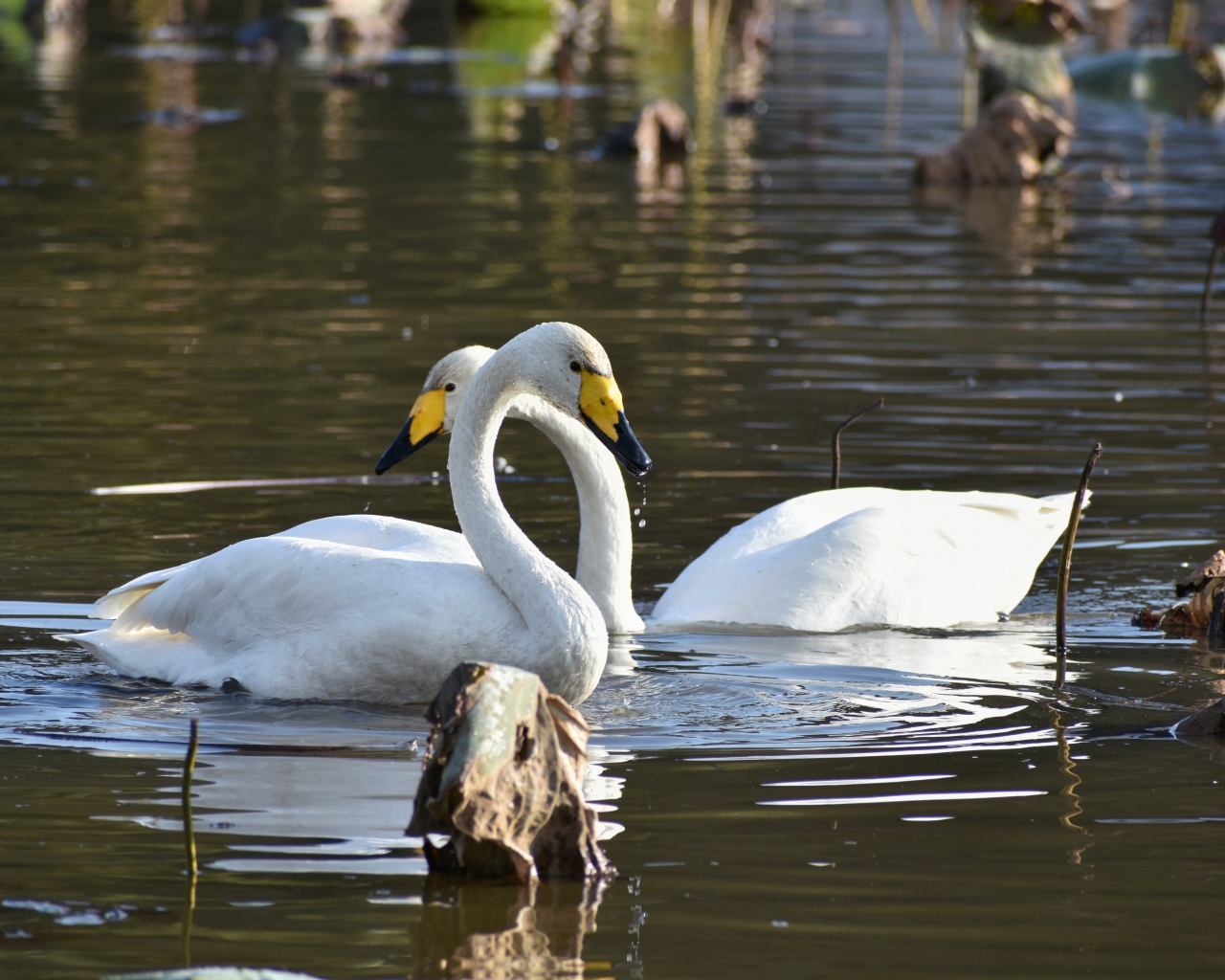 Два белых лебедя плавают в пруду 