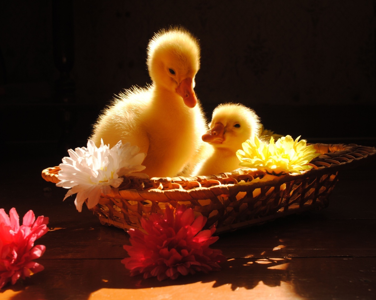 Два желтых маленьких утенка сидят в корзинке