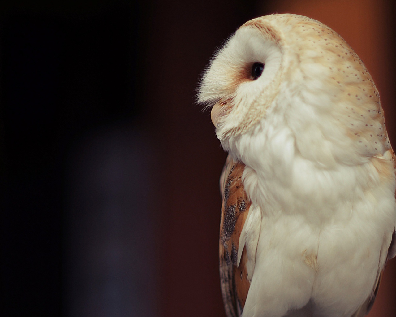 Белая большая сова вид сбоку 