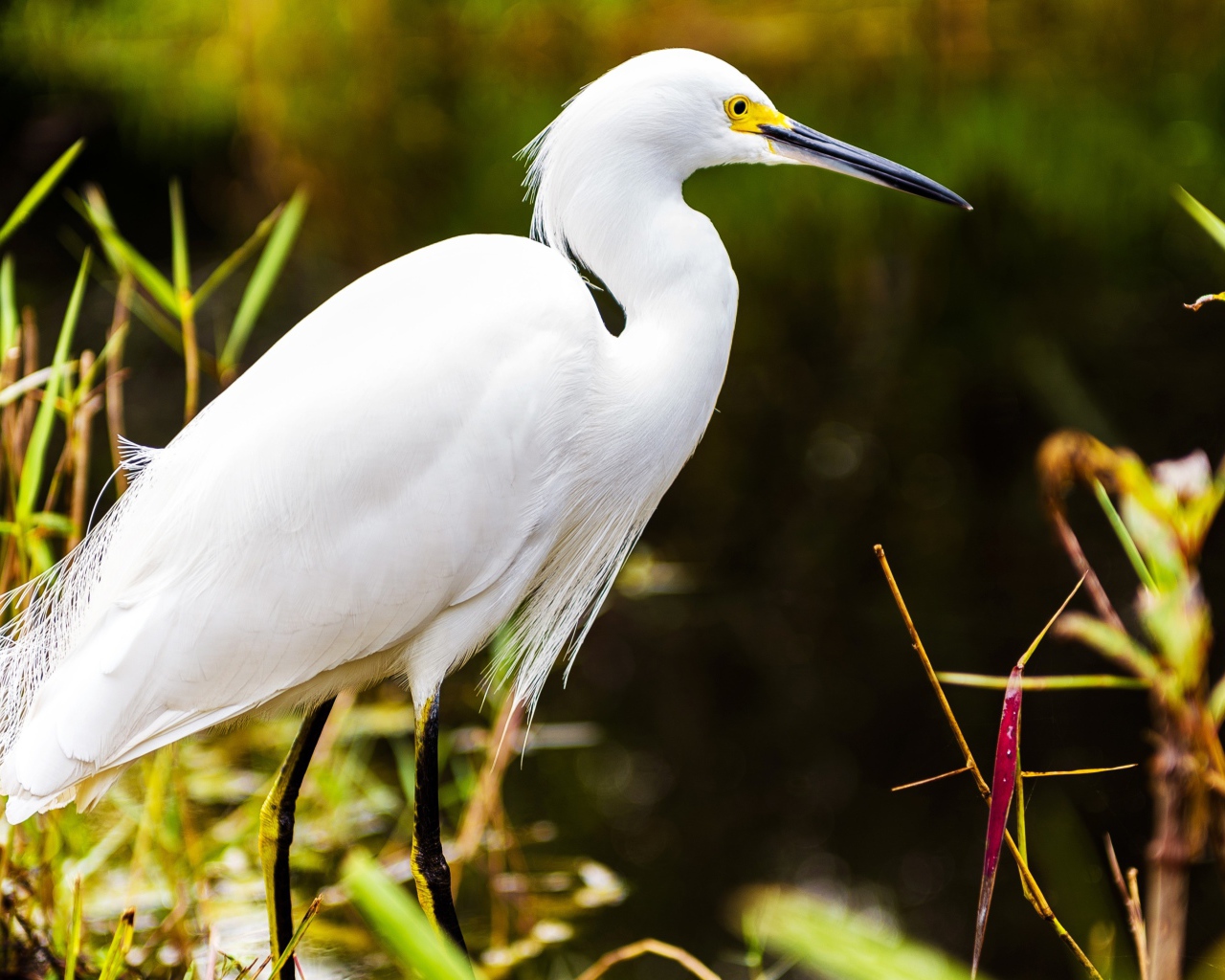 Белый херон в джунглях