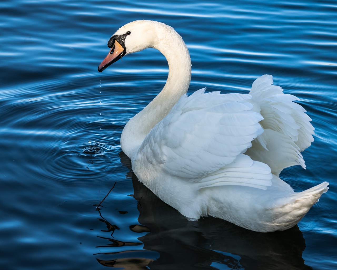 Белый красивый лебедь плавает в воде