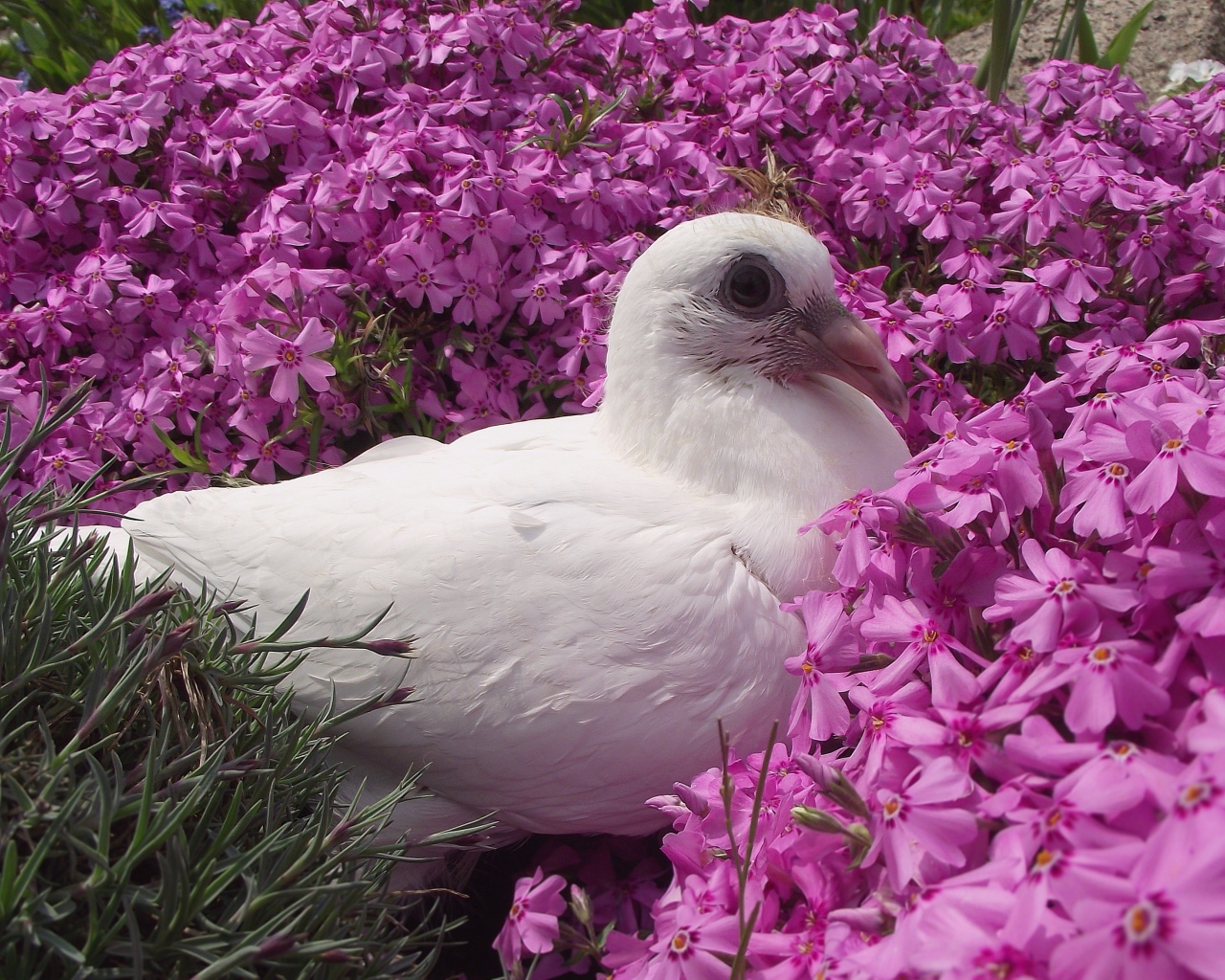 Белый голубь сидит в розовых цветах гвоздики