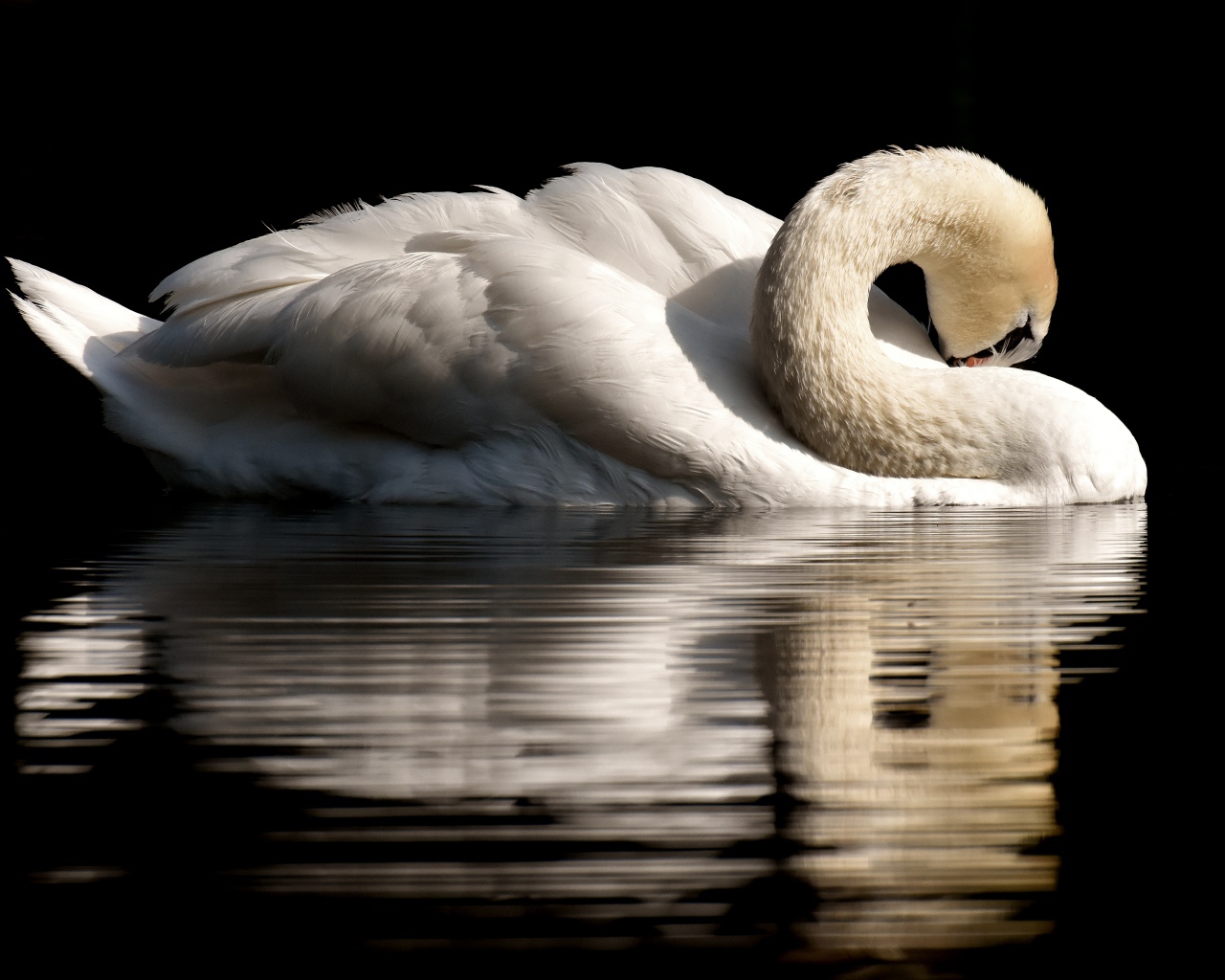 Белый лебедь спрятал клюв в перья на черном фоне