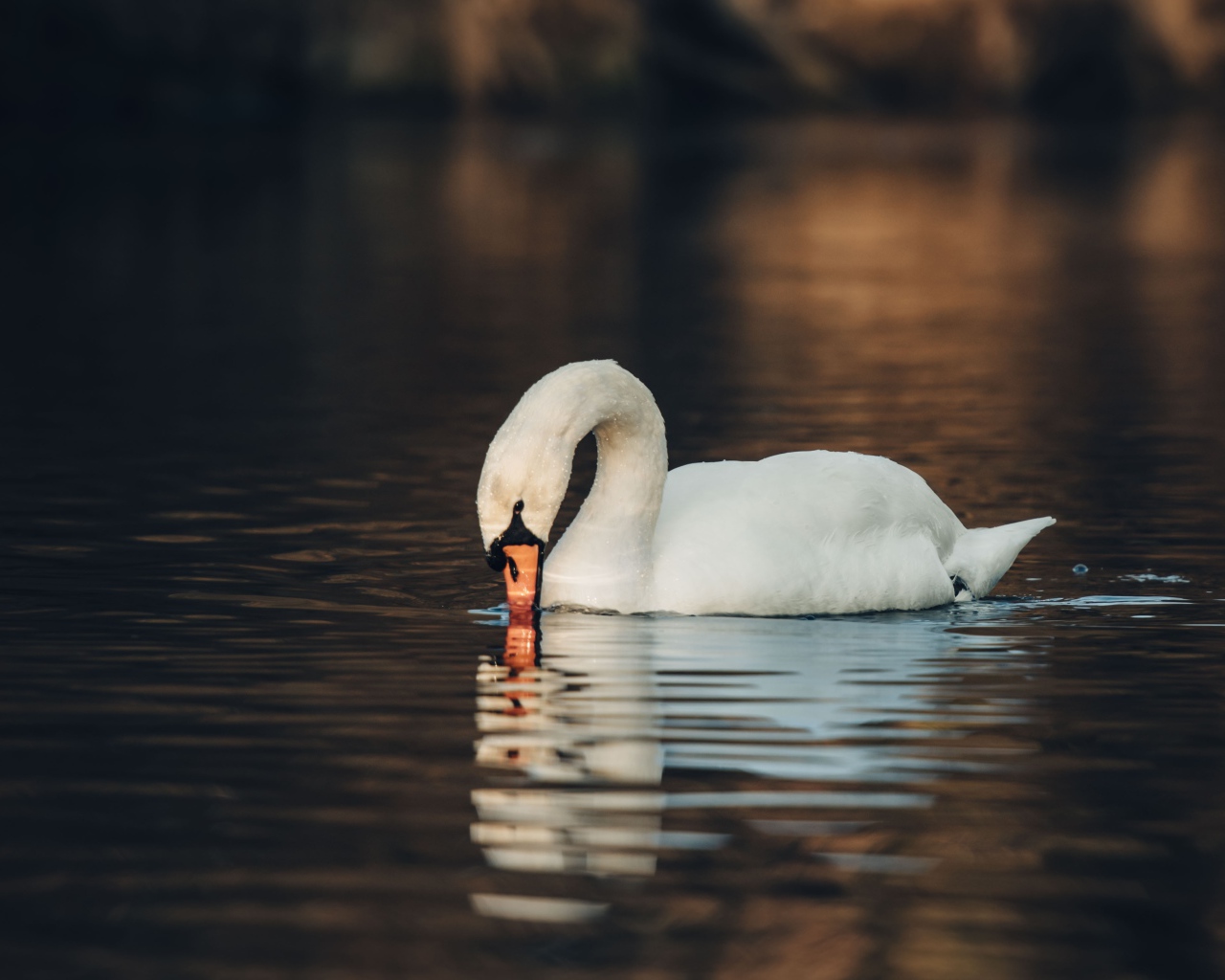 Белый лебедь шипун в воде