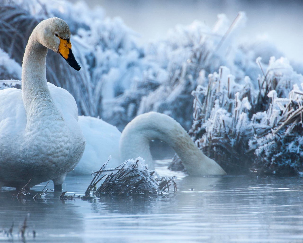 Белые лебеди на озере зимой
