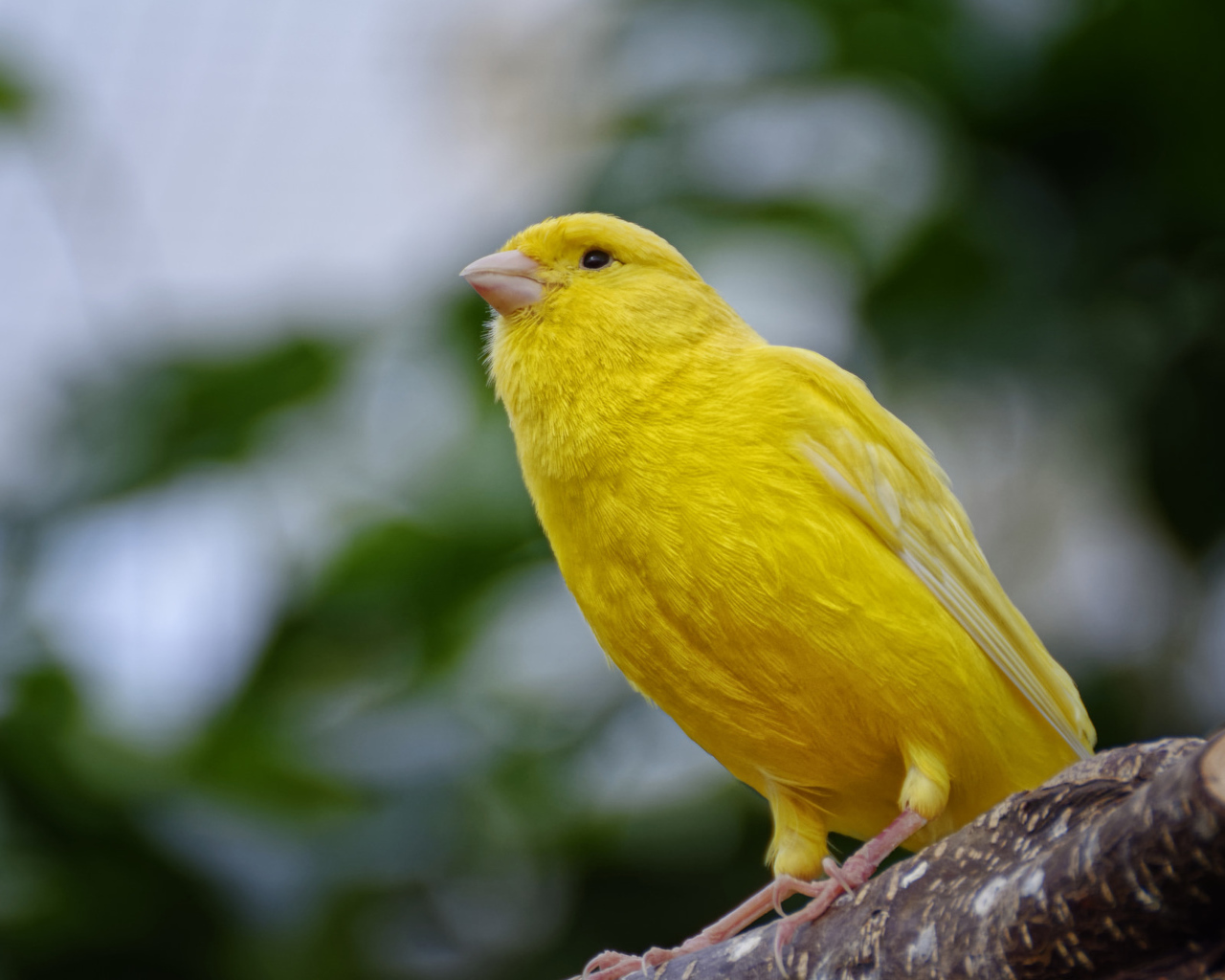 Желтая канарейка сидит на ветке