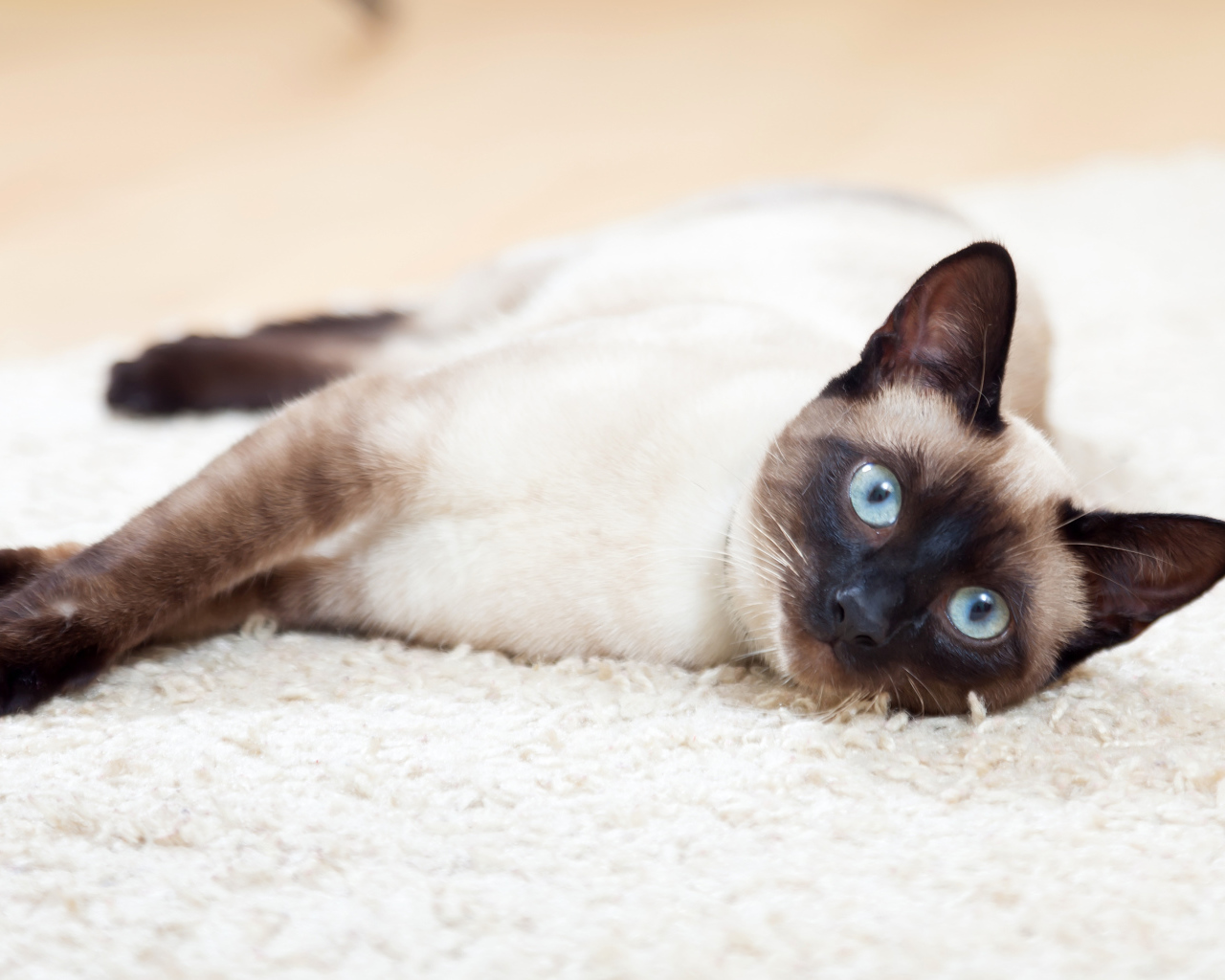 Красивый голубоглазый сиамский кот лежит на полу