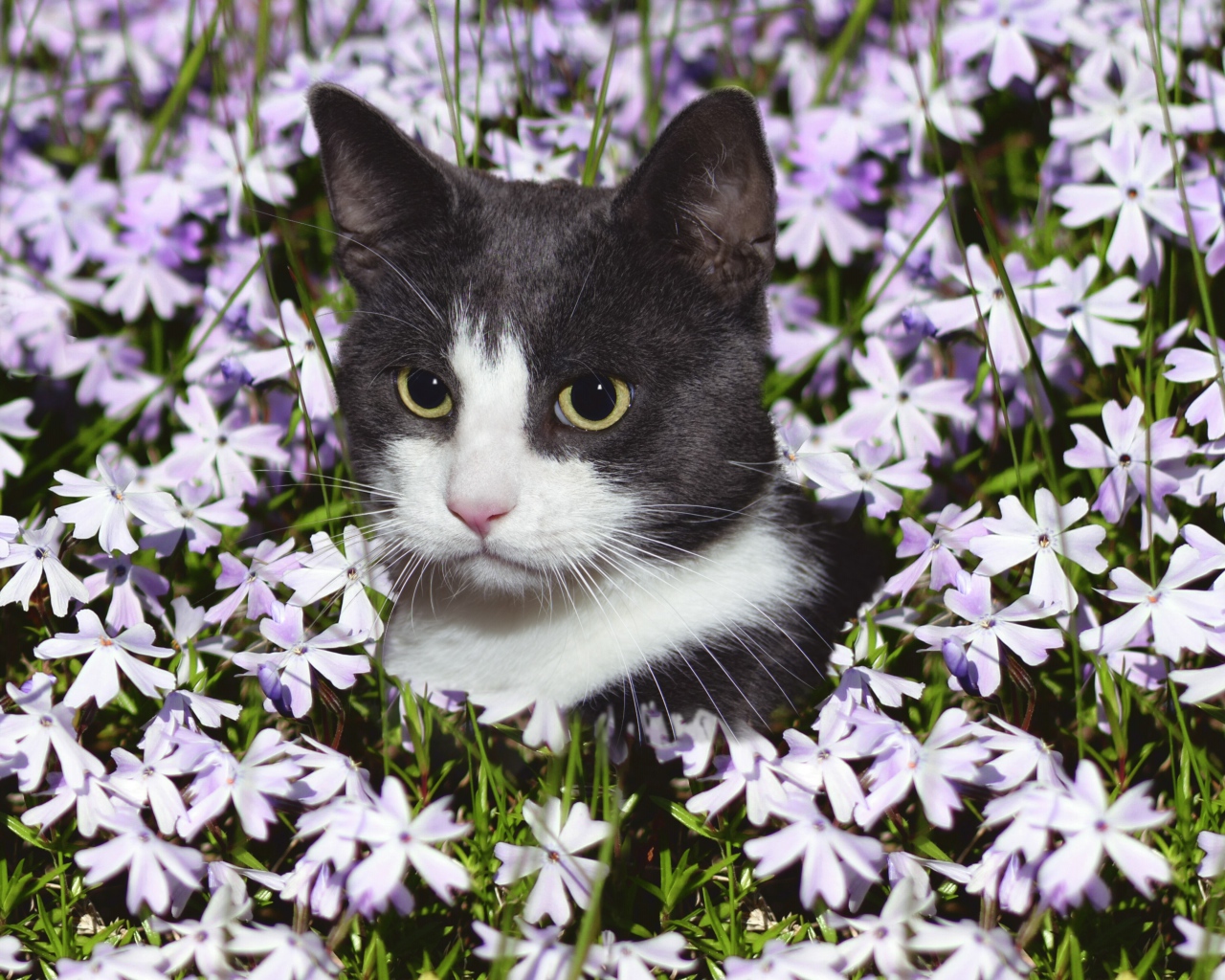 Красивый кот сидит в цветах 