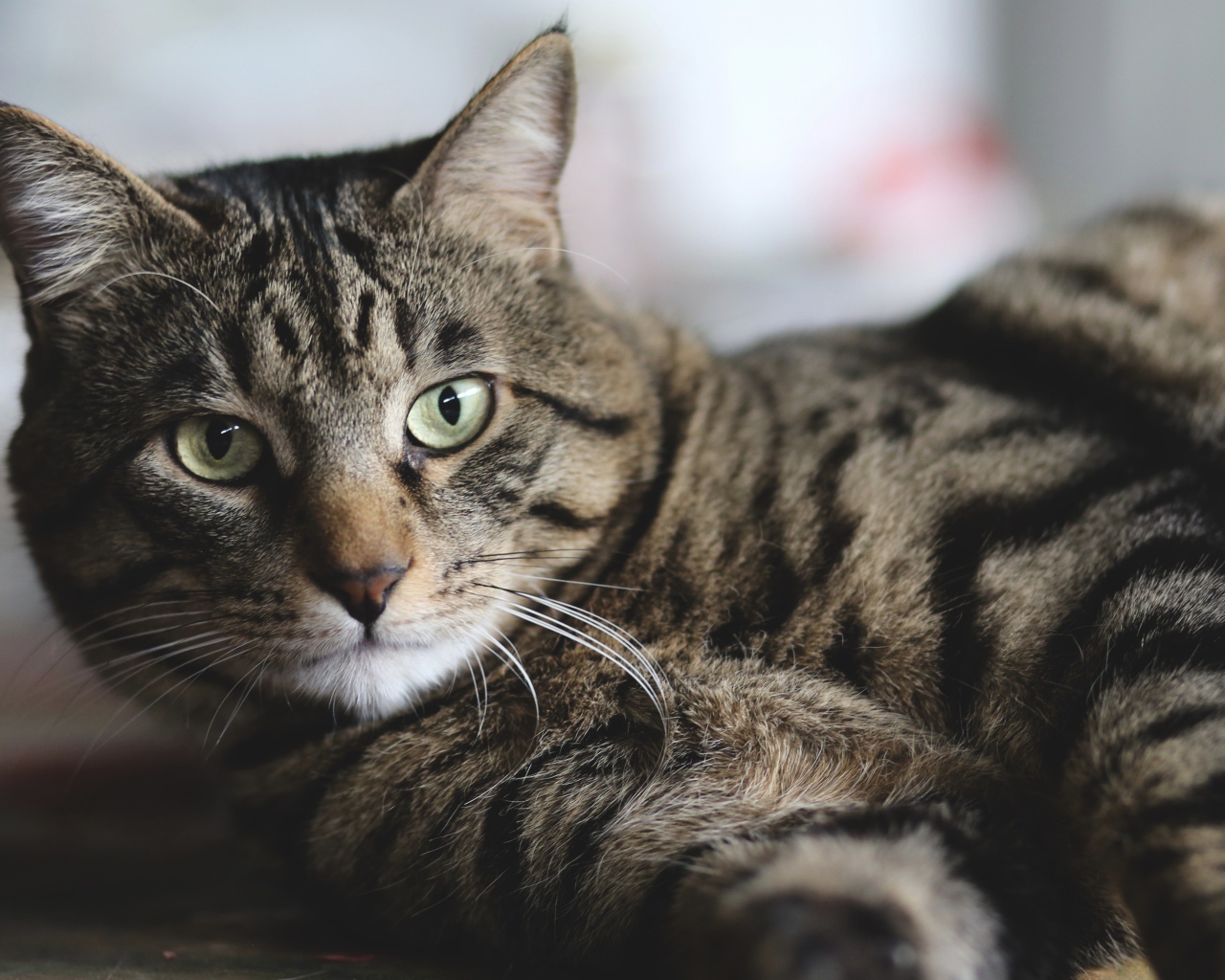 Красивый серый кот лежит на полу