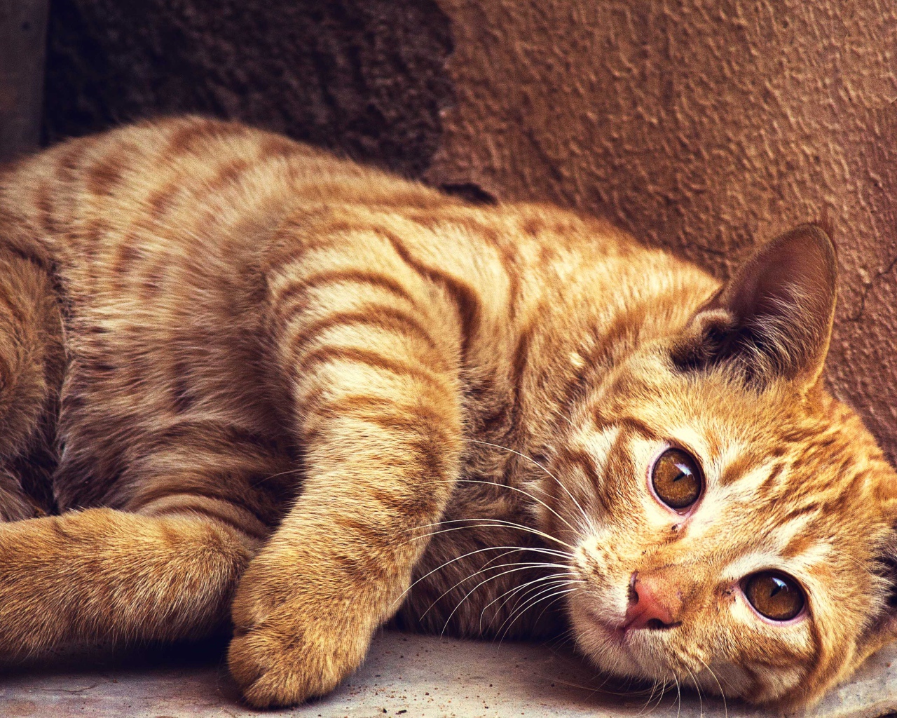 Красивый рыжий кот лежит у стены 