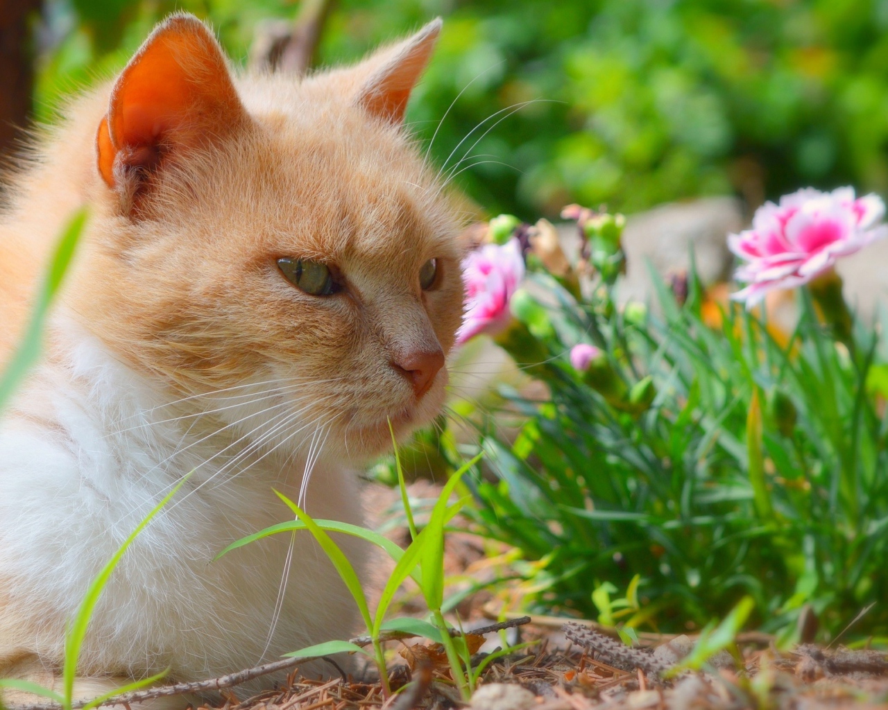 Красивый рыжий кот сидит на фоне цветов