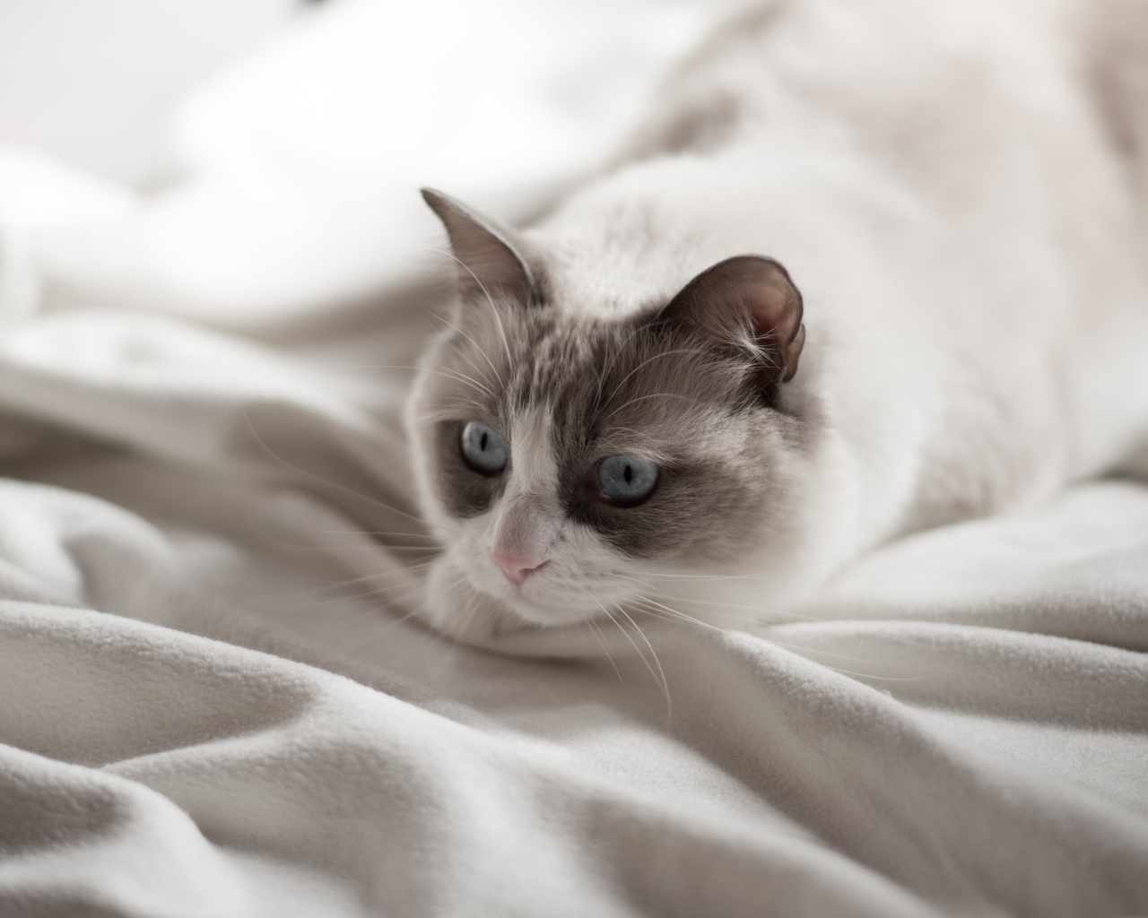 Красивый породистый голубоглазый кот лежит на белом покрывале