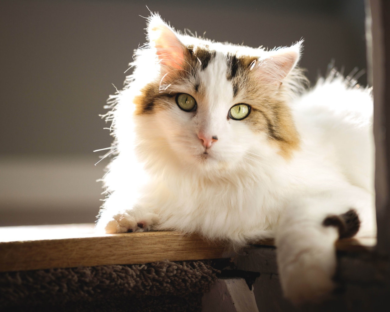 Большой красивый кот лежит на подоконнике в лучах солнца