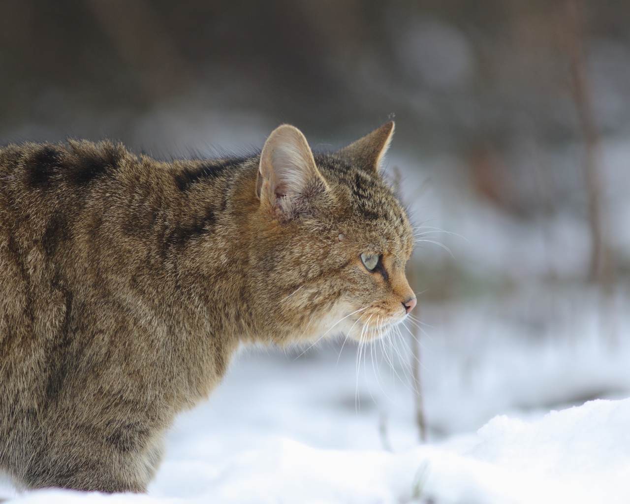 Большой серый кот идет по белому снегу