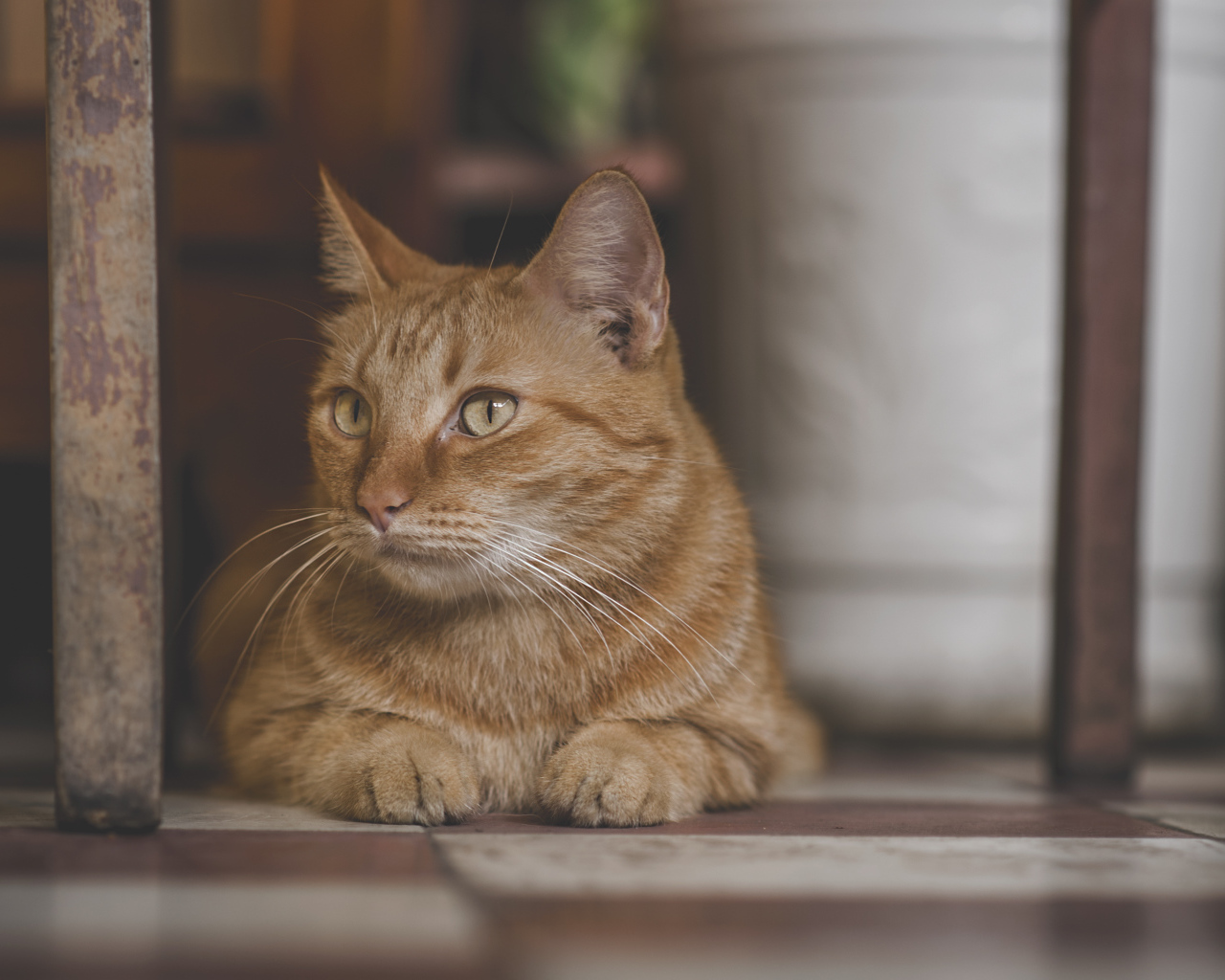 Большой рыжий кот лежит под стулом