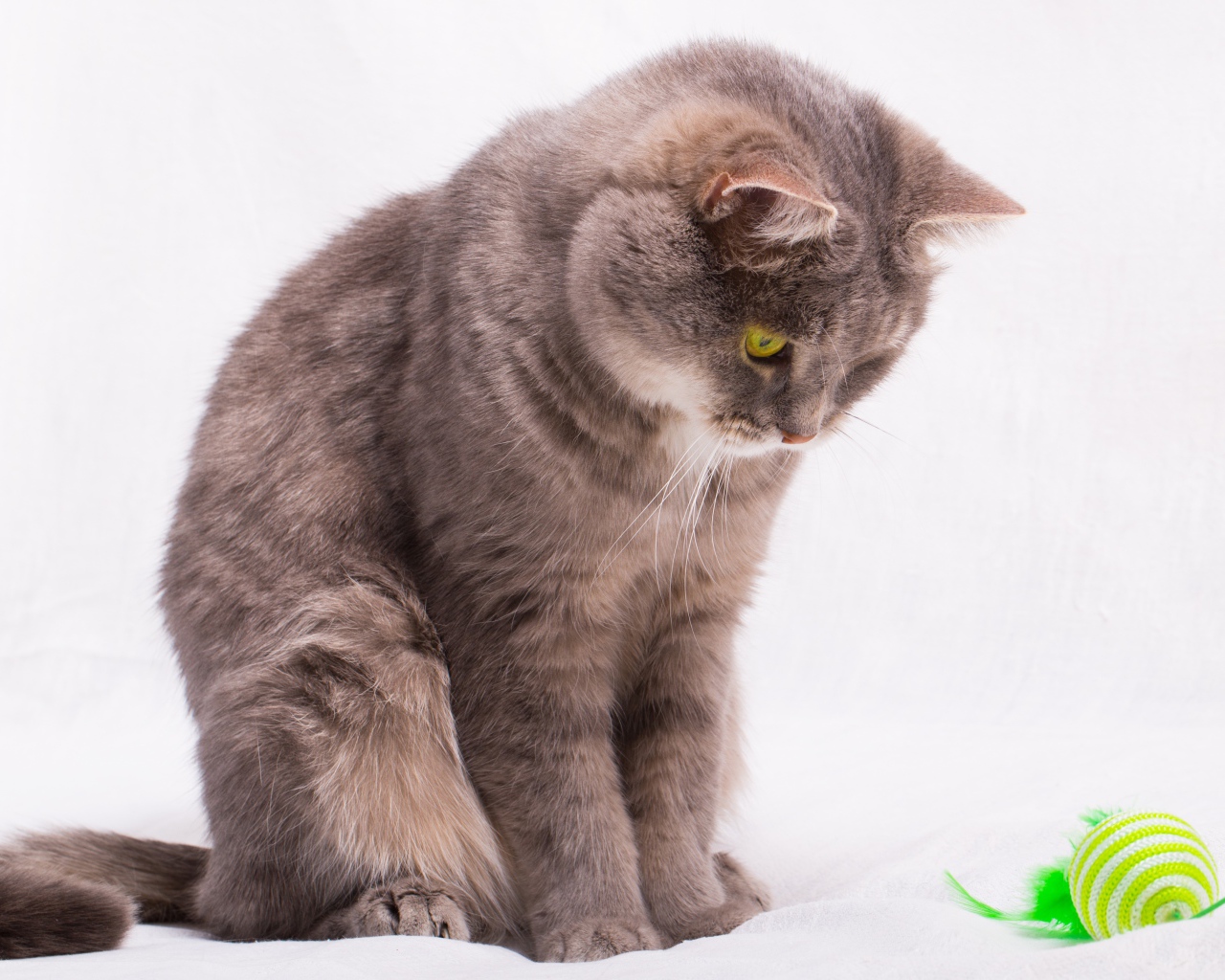 Кошка смотрит на игрушку на веревке на сером фоне