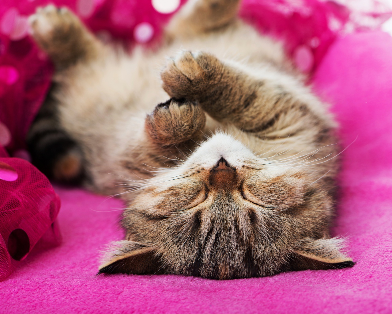 Милый серый котенок спит на розовом покрывале