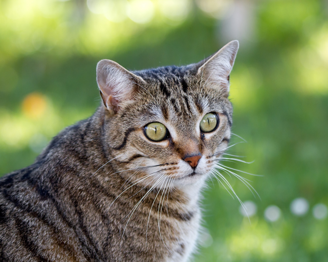 Взгляд серого зеленоглазого кота с длинными усами