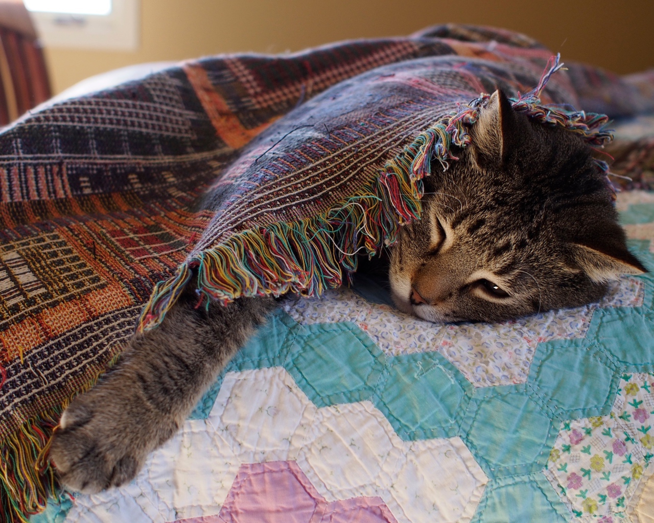 Серый кот спит под покрывалом на кровати