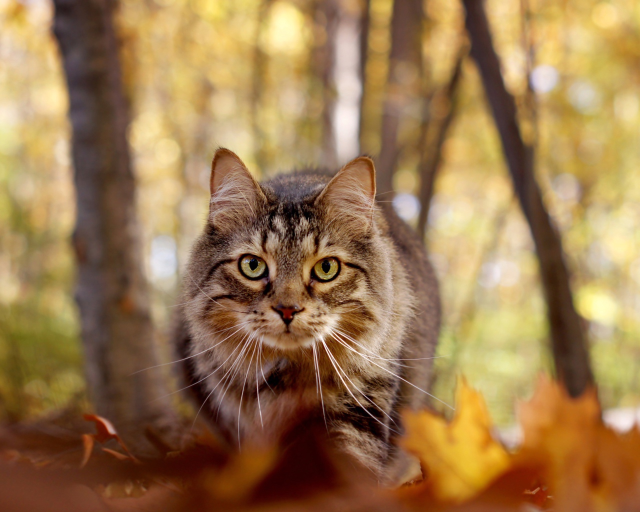 Зеленоглазый серый кот стоит на желтой листве в лесу