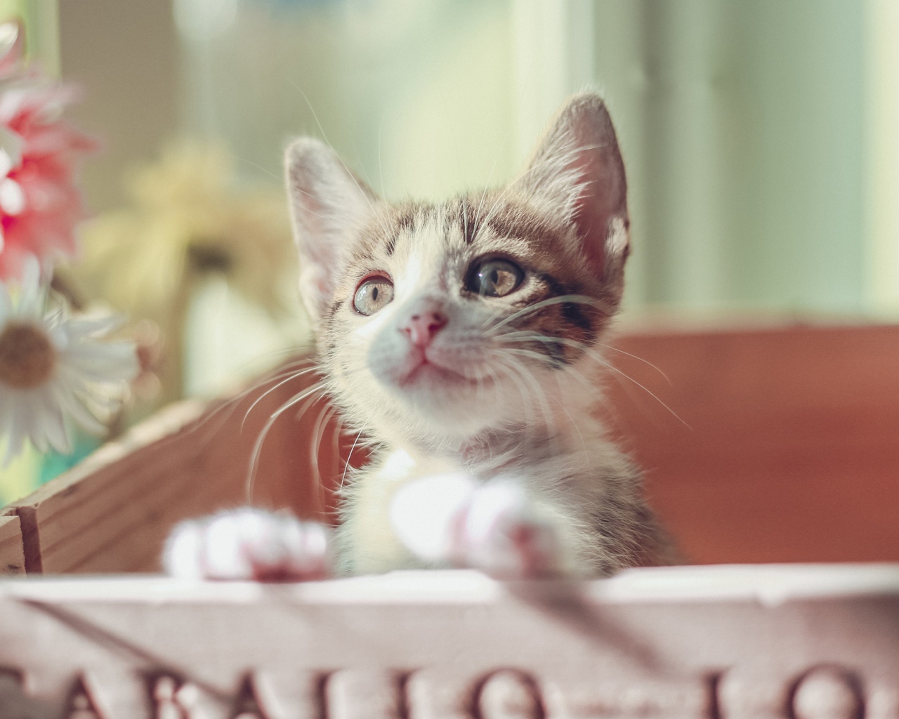 Маленький милый котенок в ящике 