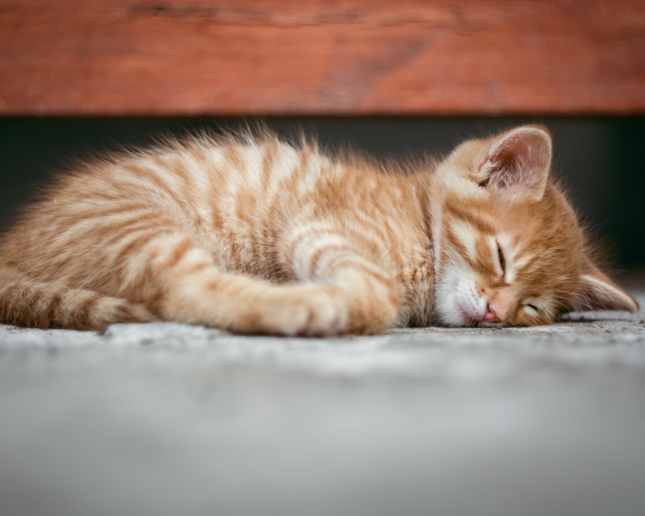 A little red kitten is sleeping on the ground