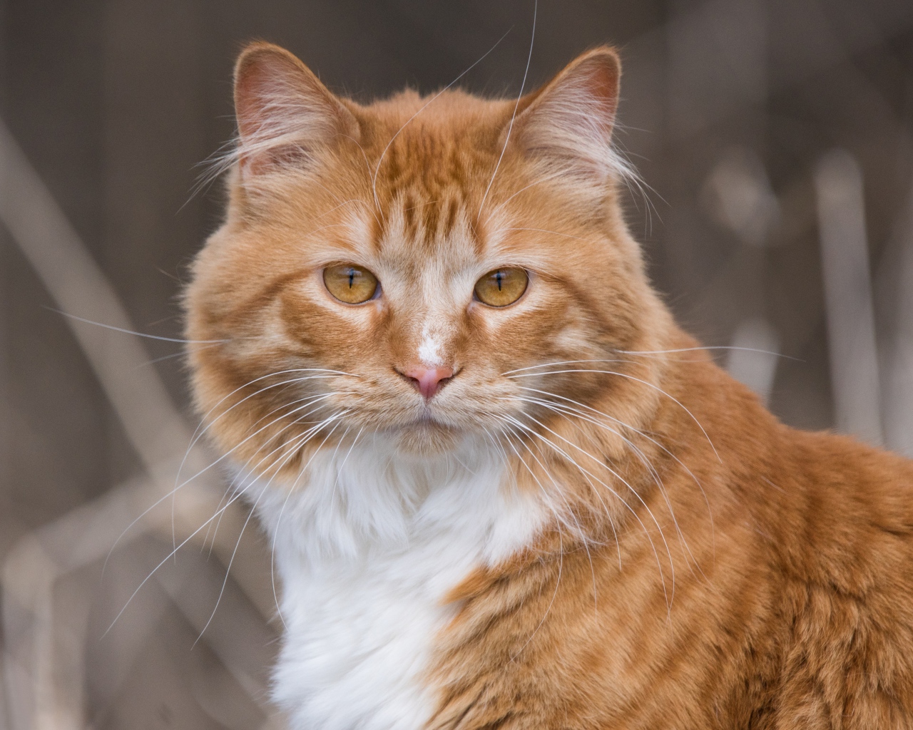 Взгляд красивого рыжего с белым кота 