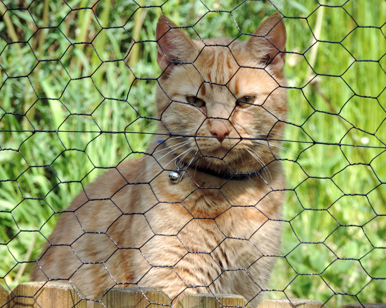 Рыжий кот сидит за железной сеткой