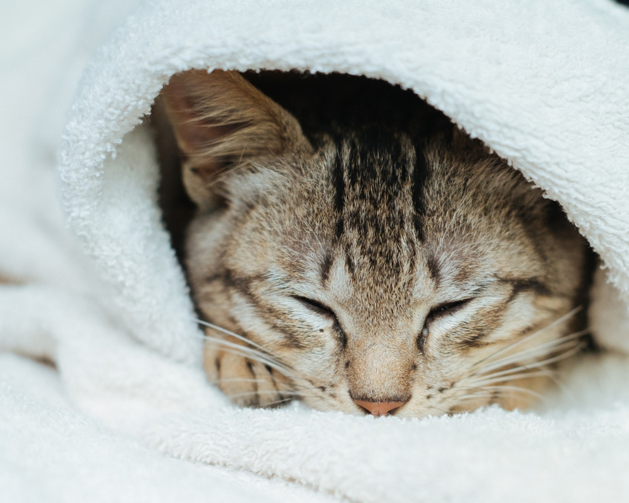 Спящий серый кот в белом покрывале 