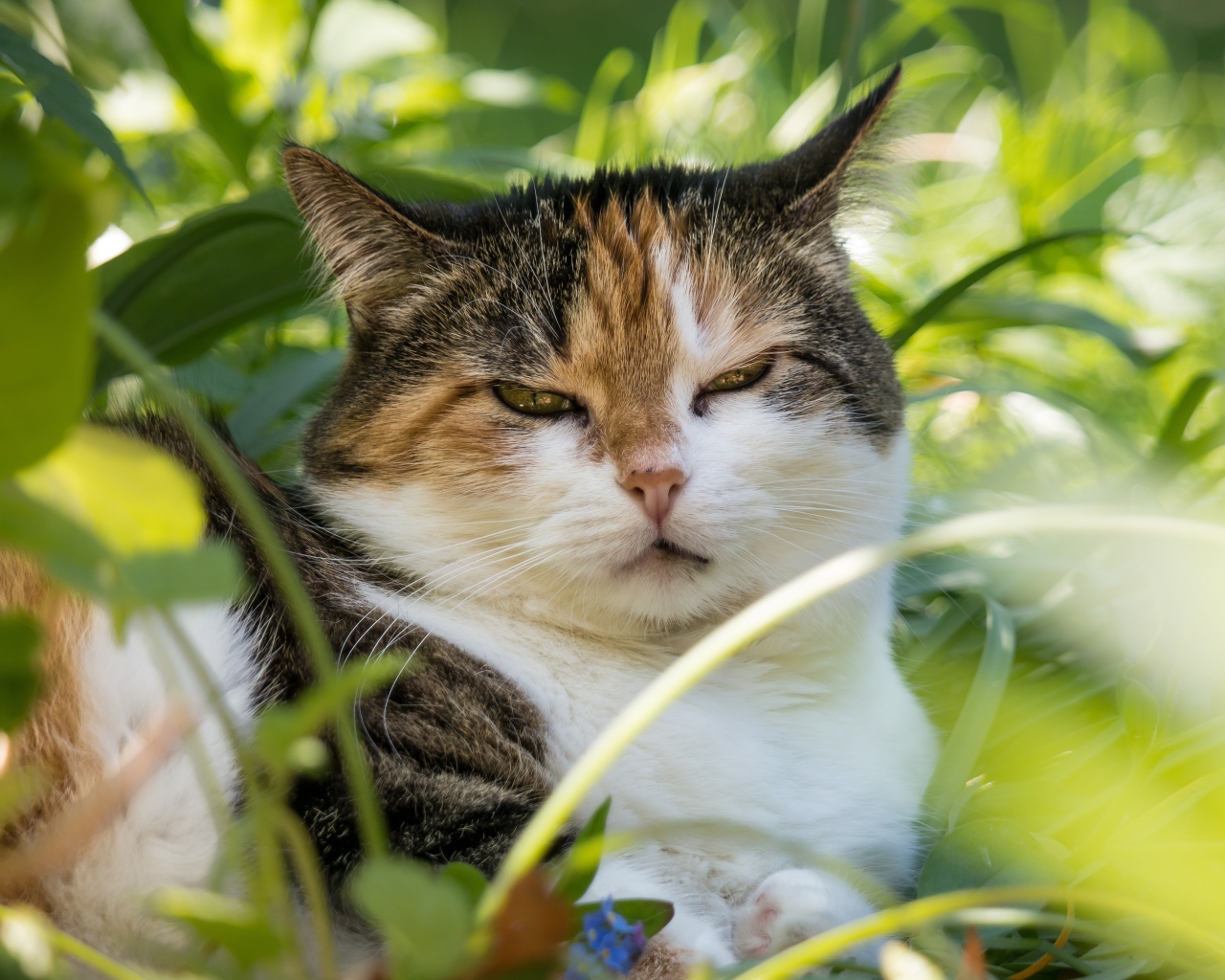 Сонный кот лежит в зеленой листве