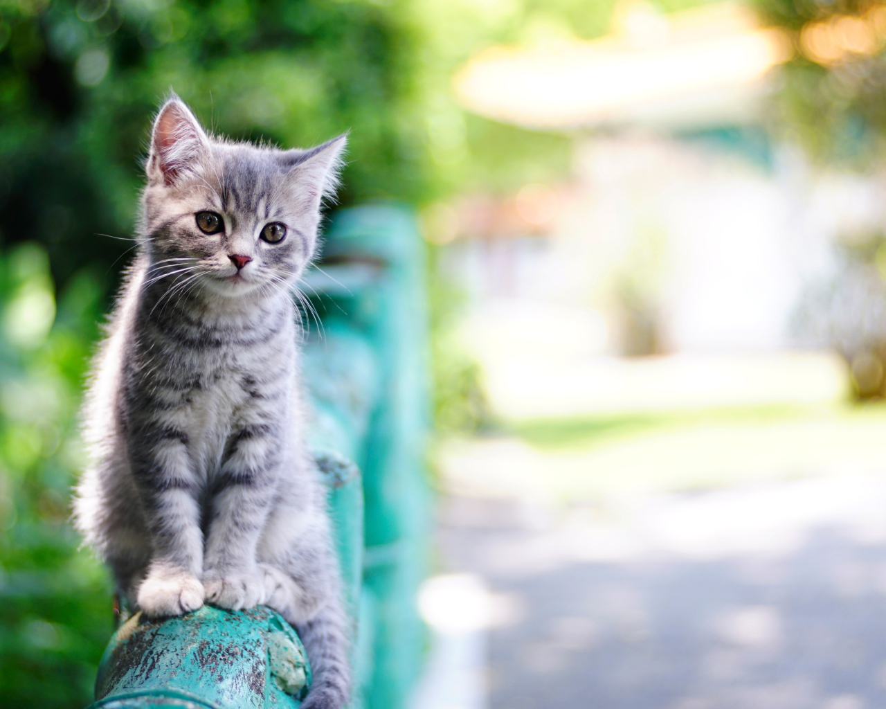 Маленький серый котенок сидит на перилах