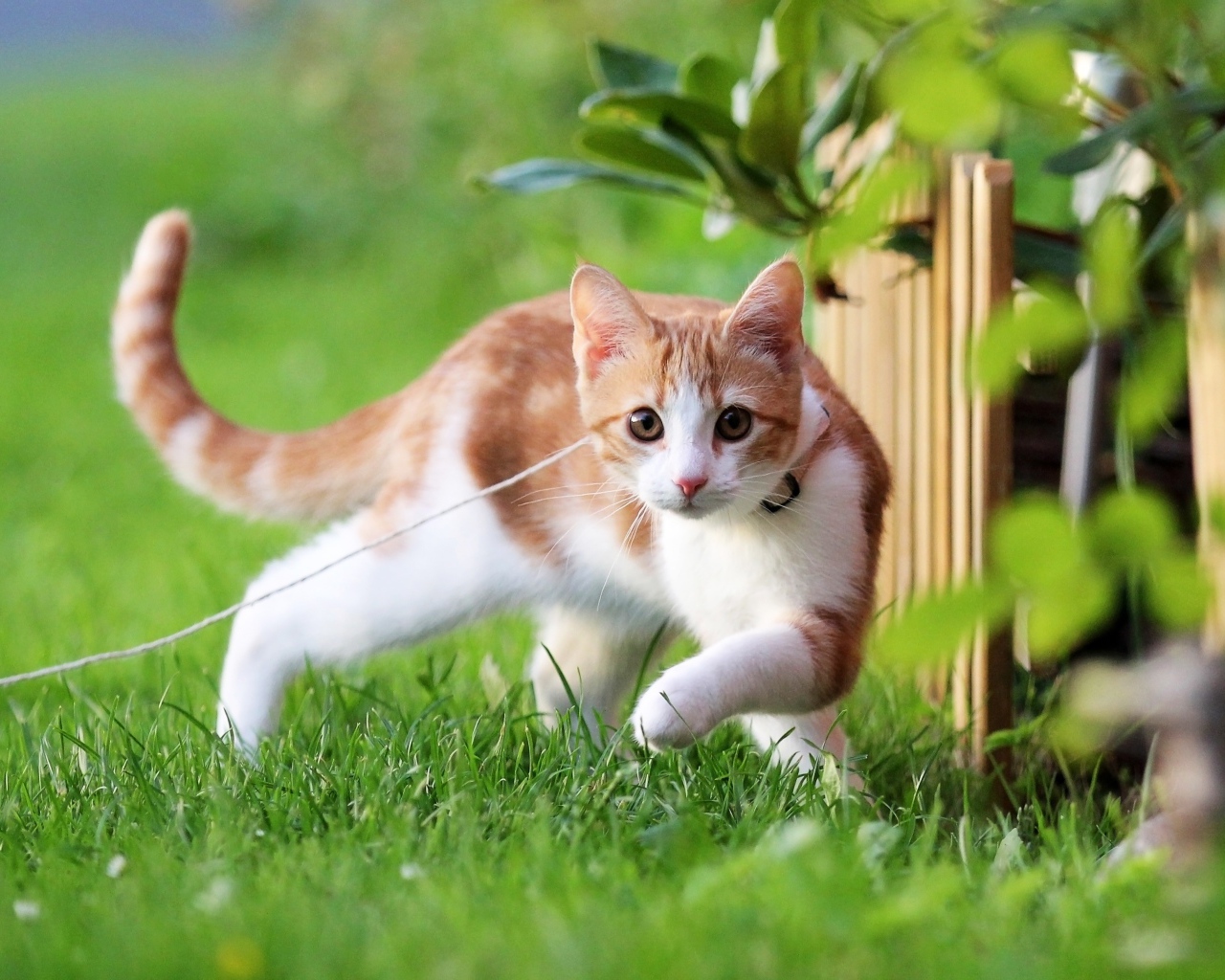 Маленький котенок на поводке гуляет по зеленой траве