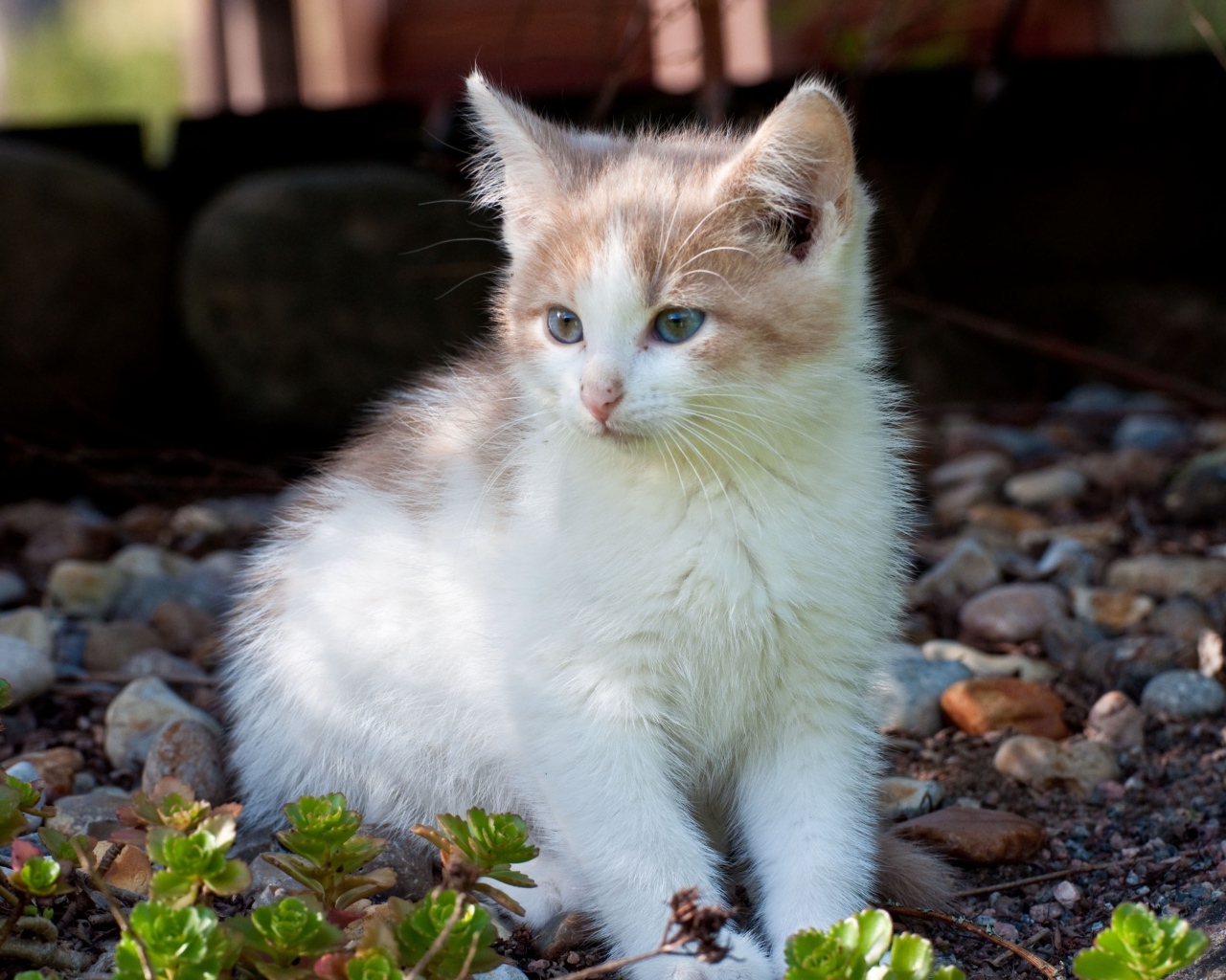 Маленький котенок сидит на мелких камнях