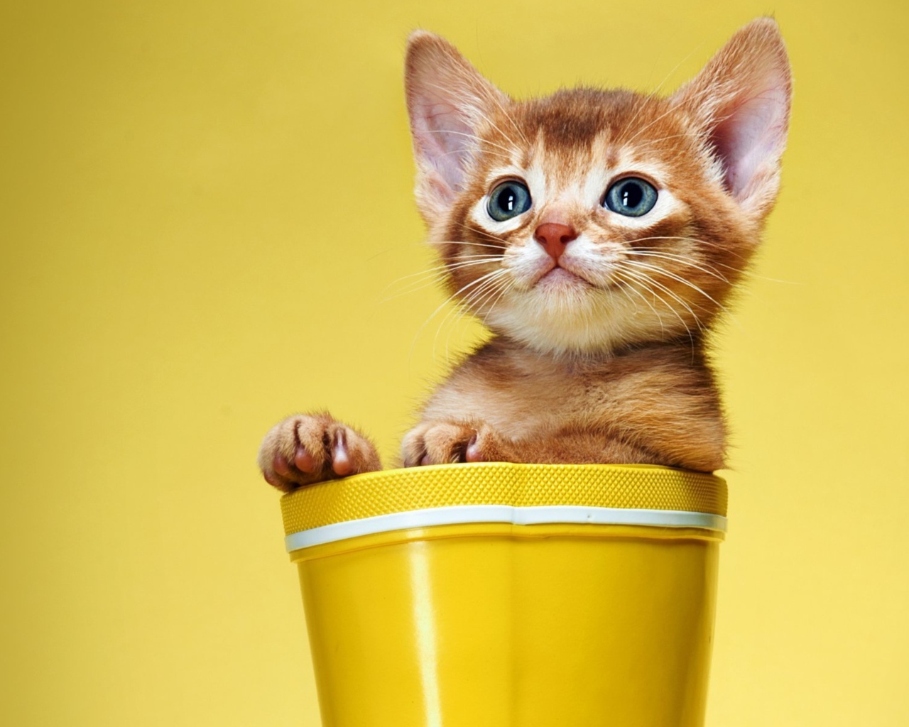 Маленький рыжий котенок сидит в цветочном горшке на желтом фоне