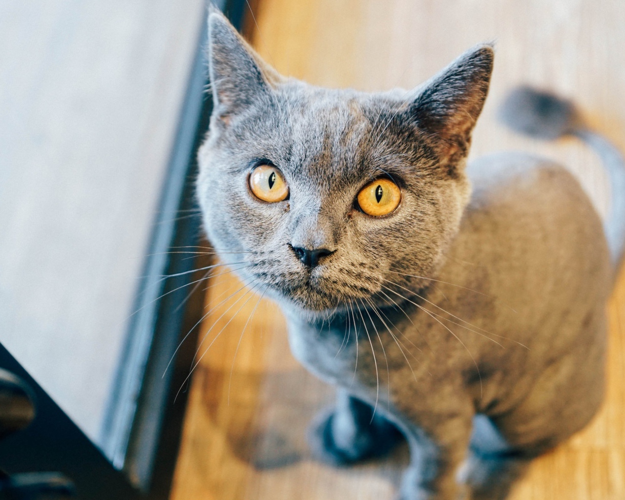 Суровый взгляд британского кота 