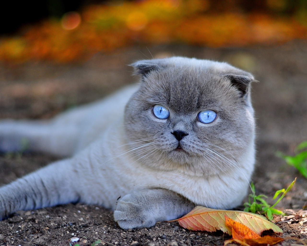 Красивый британский голубоглазый кот лежит на земле с желтыми листьями
