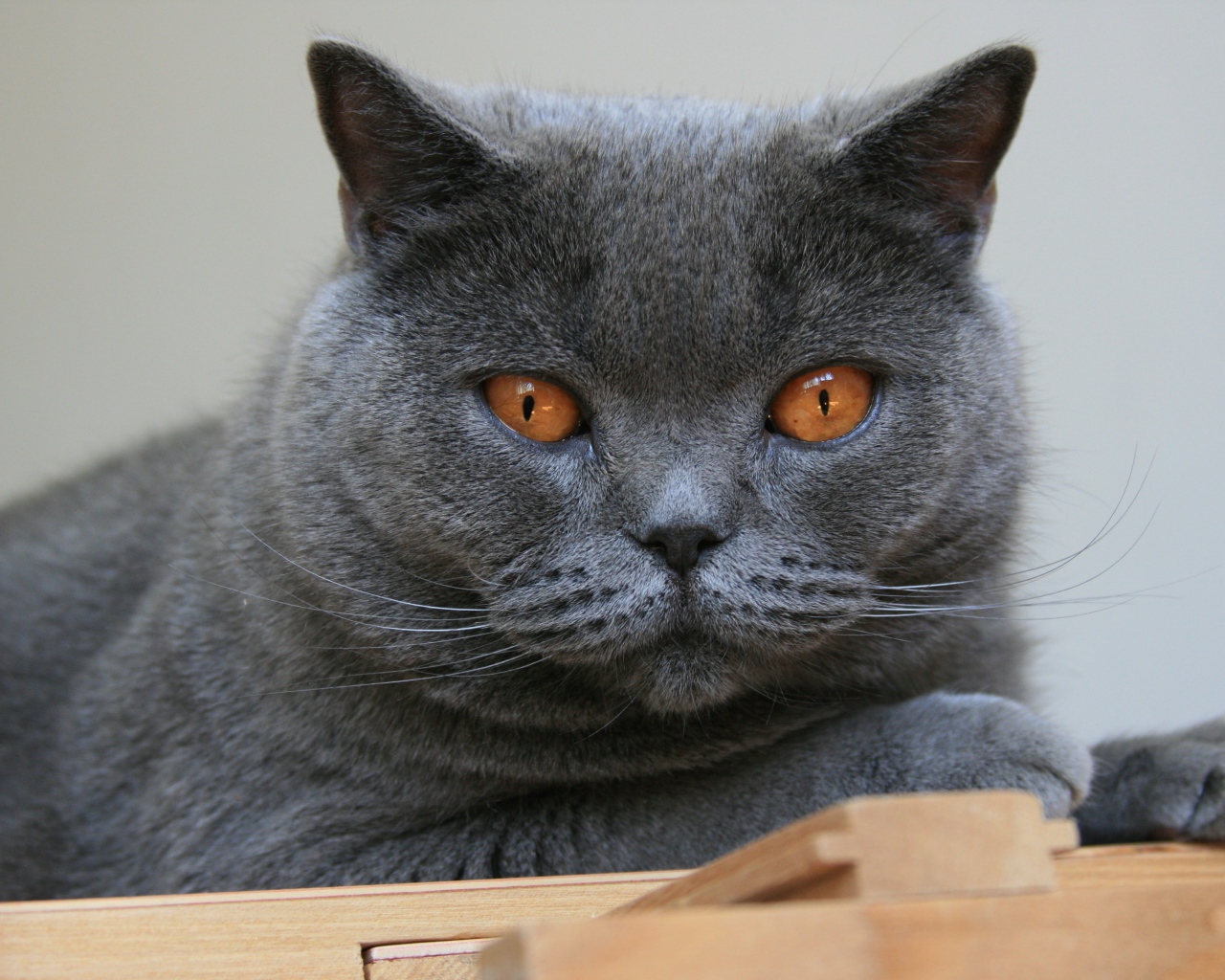 Красивый британский кот с желтыми глазами